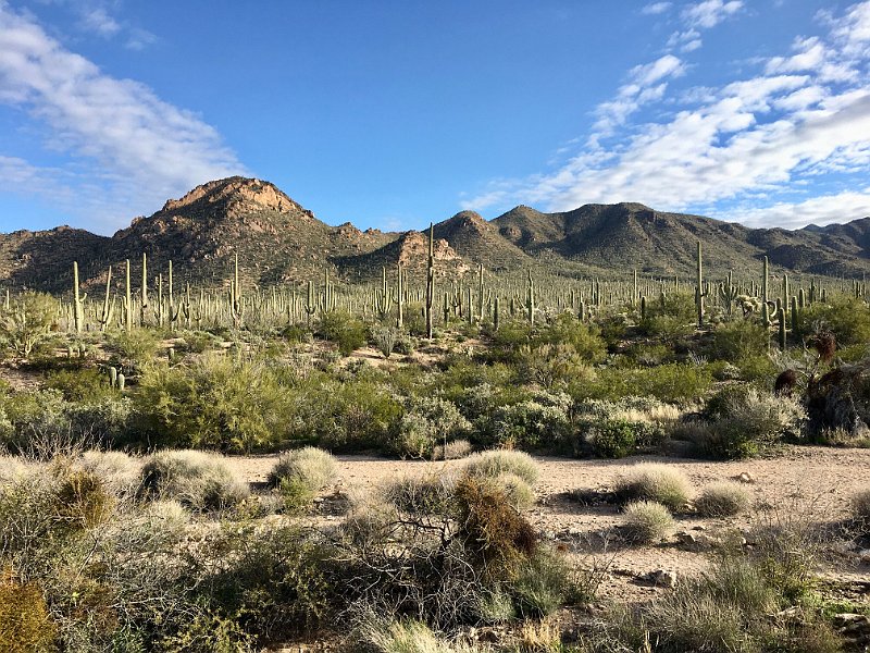 Saguaro National Park West 02-2020